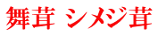舞茸 シメジ茸 