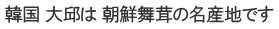 韓国 大邱は 朝鮮舞茸の名産地です